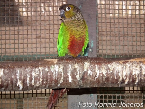 Brunörad parakit (Pyrrhura frontalis chiripepe)